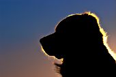 Silhouette (profile) of a golden retriever at sunset