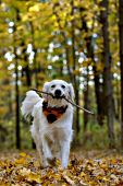 English cream golden running with a stick in fall