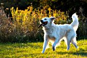 English cream golden running with a stick in autumn