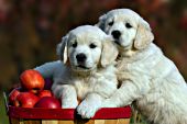 Two English cream puppies in a bushel of apples