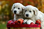 Two English cream puppies in a bushel of apples