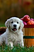 English cream puppy sitting by a bushel of apples