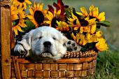 English cream puppy sleeping in a basket