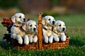 4 English cream puppies in a basket