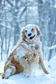 Happy golden retriever enjoying a snow storm