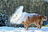 Golden retriever shaking off some snow