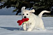 English cream golden puppy playing with a toy in snow