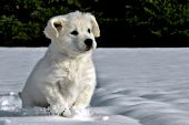 English cream golden puppy running in snow