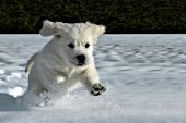 English cream golden puppy running in snow