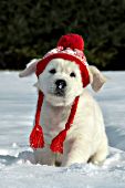 English cream golden puppy wearing a red knit hat