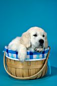 English cream golden puppy in a basket