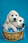 Two English cream golden puppies in a basket