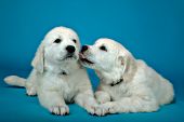 English cream golden puppy licking its sibling