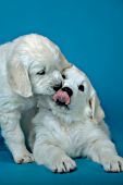 English cream golden puppy nuzzling its sibling