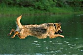 German shepherd jumping in a pond