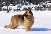 German shepherd standing in a snowy field