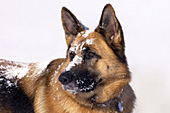 Snowy German Shepherd