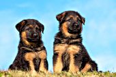 Portrait of two German shepherd puppies