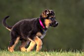 German shepherd puppy running in grass