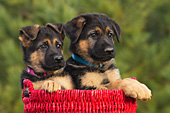 Pair of German shepherd puppies in a red wicker basket