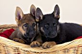 Two German shepherd puppies in a wicker dog bed