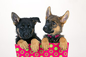 Two German shepherd puppies in a pink & green box