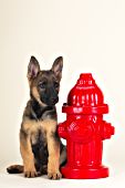 German shepherd puppy sitting next to a fire hydrant