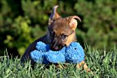 German shepherd puppy playing with a blue teddy bear