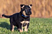 German shepherd puppy standing in the grass