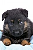 Inquisitive German shepherd puppy