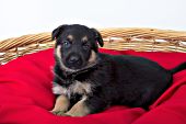 German shepherd puppy in a wicker bed