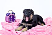 German shepherd puppy yawning as its alarm clock goes off