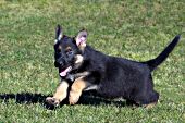 German shepherd puppy running & playing in the grass