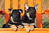 Pair of German shepherd puppies in an orange adirondack chaiar