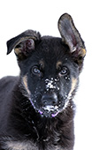 German shepherd puppy with snow on her face