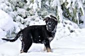 German shepherd puppy in snow
