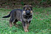 German shepherd puppy standing in grass