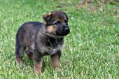 German shepherd puppy standing in grass
