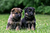 Pair of German shepherd puppies sitting in grass