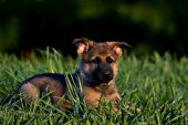 German shepherd puppy resting in tall grass