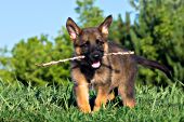 German shepherd puppy playing with a stick