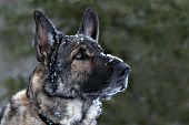 German shepherd with snow on his face