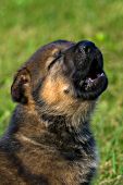 German shepherd puppy howling