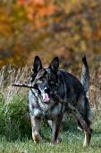 German shepherd playing with a stick