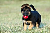 German shepherd puppy playing with a red ball