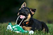 German shepherd puppy chewing on a shoelace