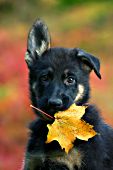 German shepherd puppy with a maple leaf in her mouth