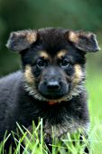 German shepherd puppy in a meadow