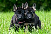 Pair of German shepherd puppies in a meadow