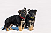 Sibling German shepherd pups in snow
